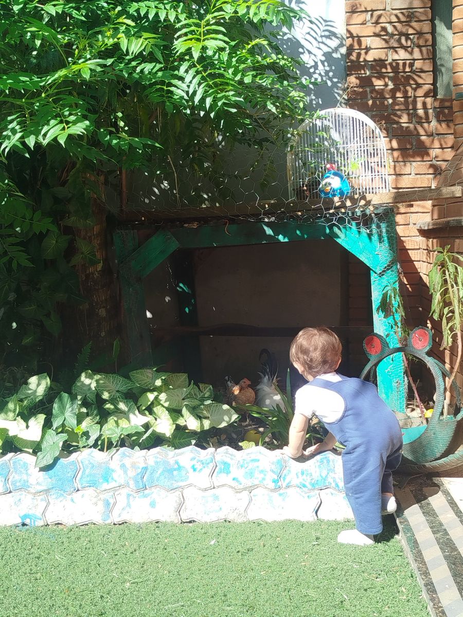 Criança observando as galinhas